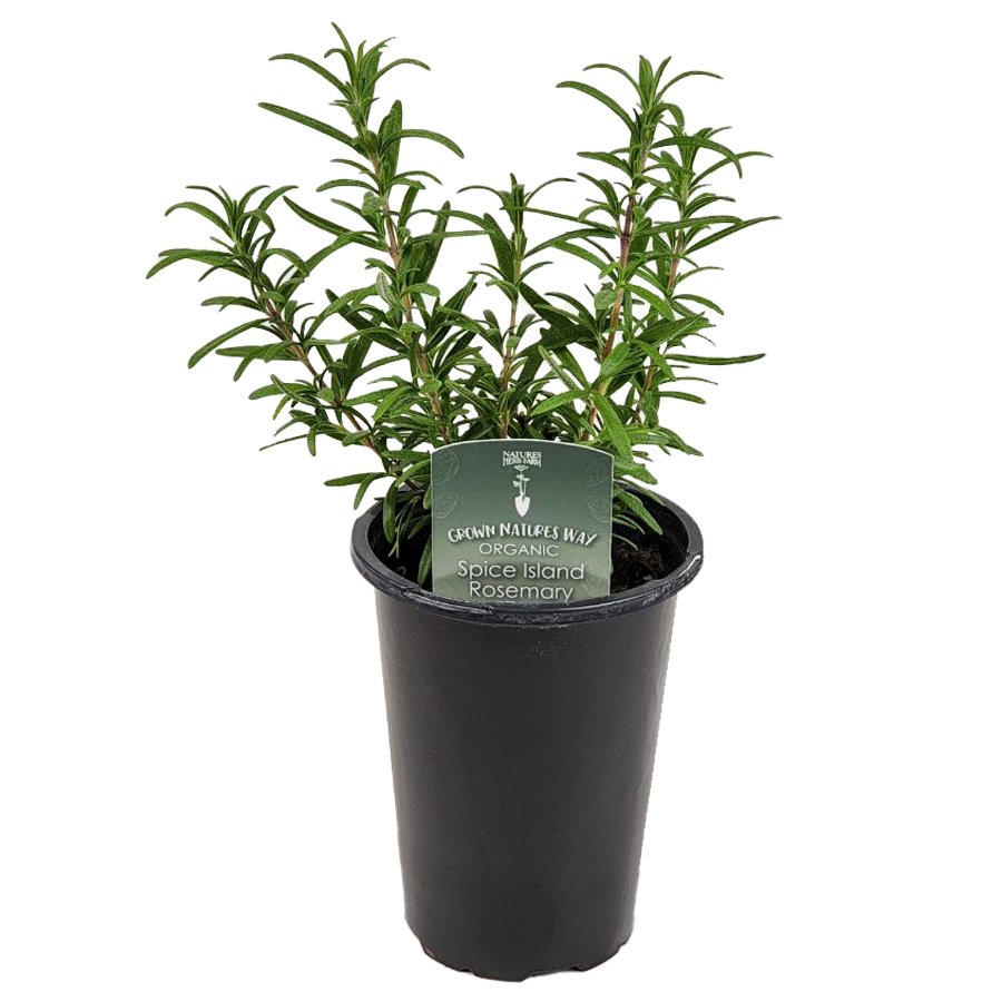 Natures Herb Farm Organic Spice Island Rosemary Potted Herb Shop