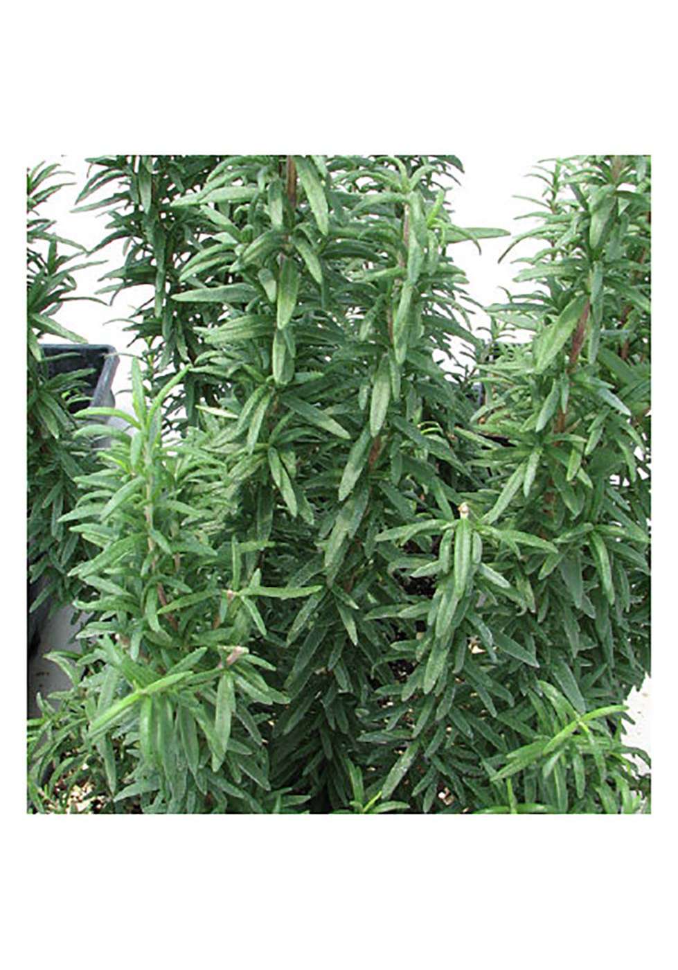 Natures Herb Farm Organic Spice Island Rosemary Potted Herb Shop