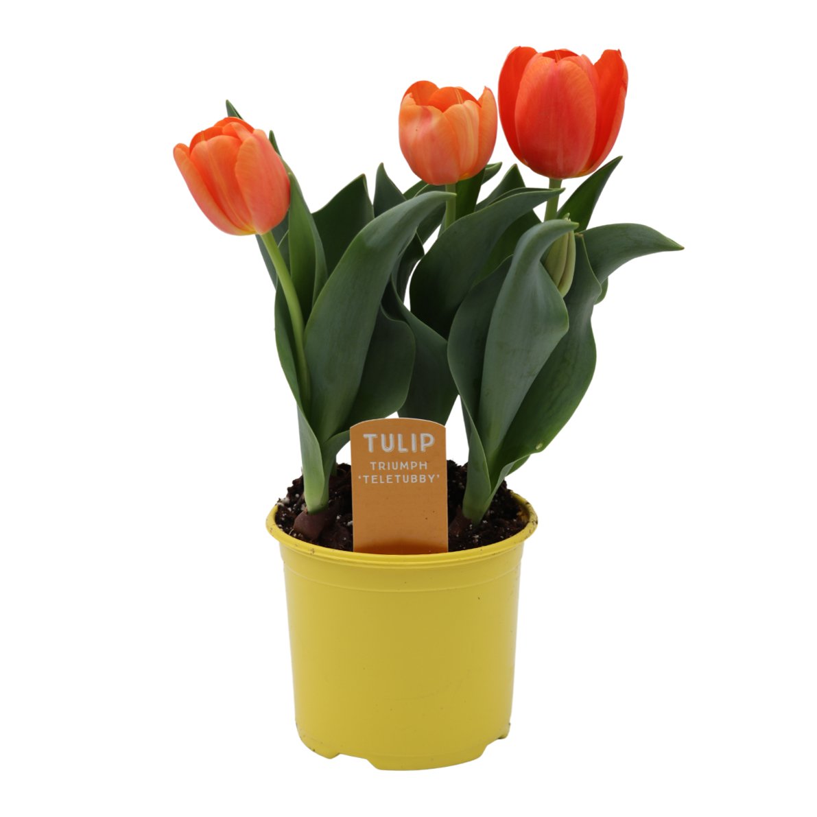 Spring Creek Growers Triumph 'Teletubby' Tulip - Orange - Shop Potted ...