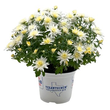 H-E-B Texas Roots Texanthemum - White