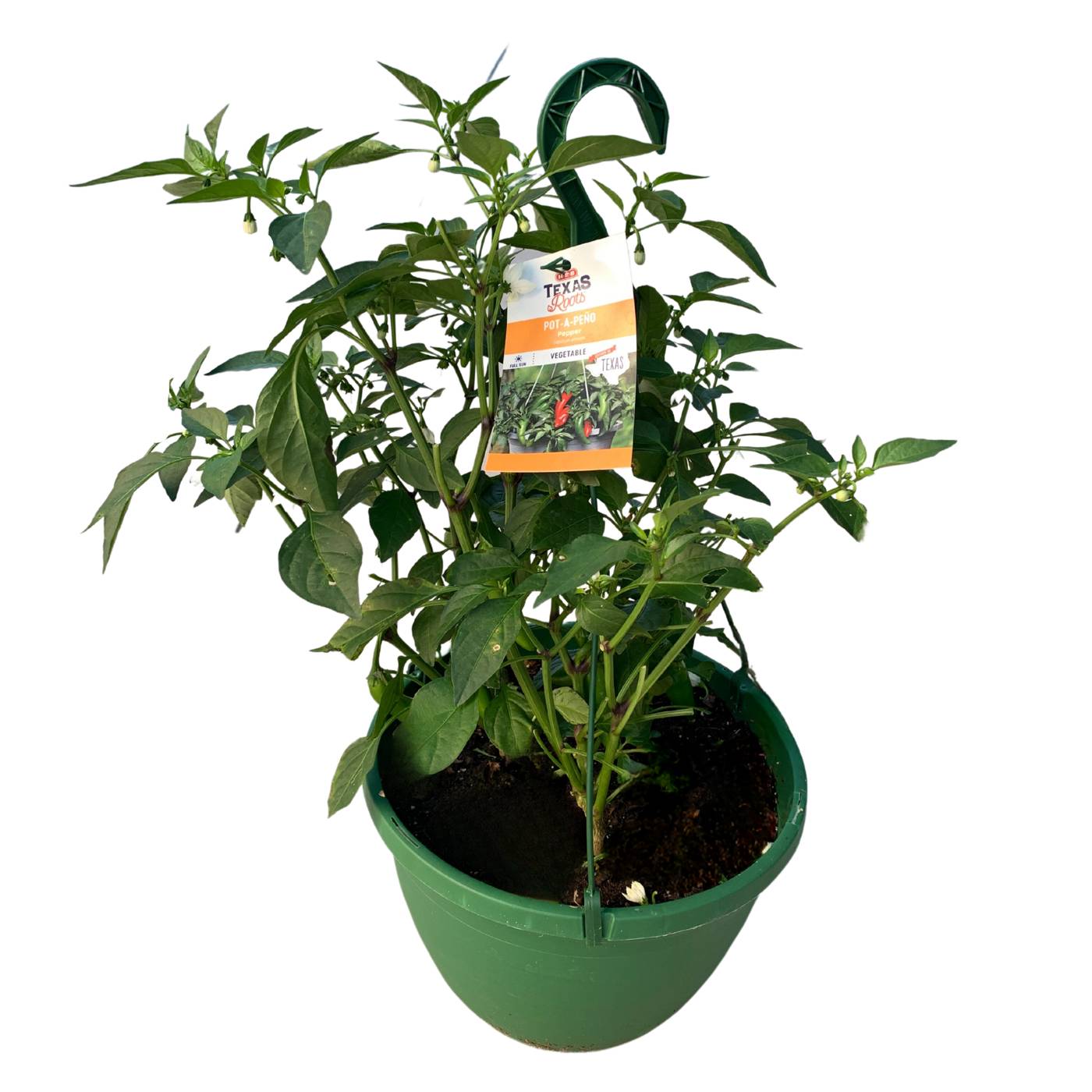 H-E-B Texas Roots Pot-a-Peno Peppers Hanging Basket; image 1 of 3