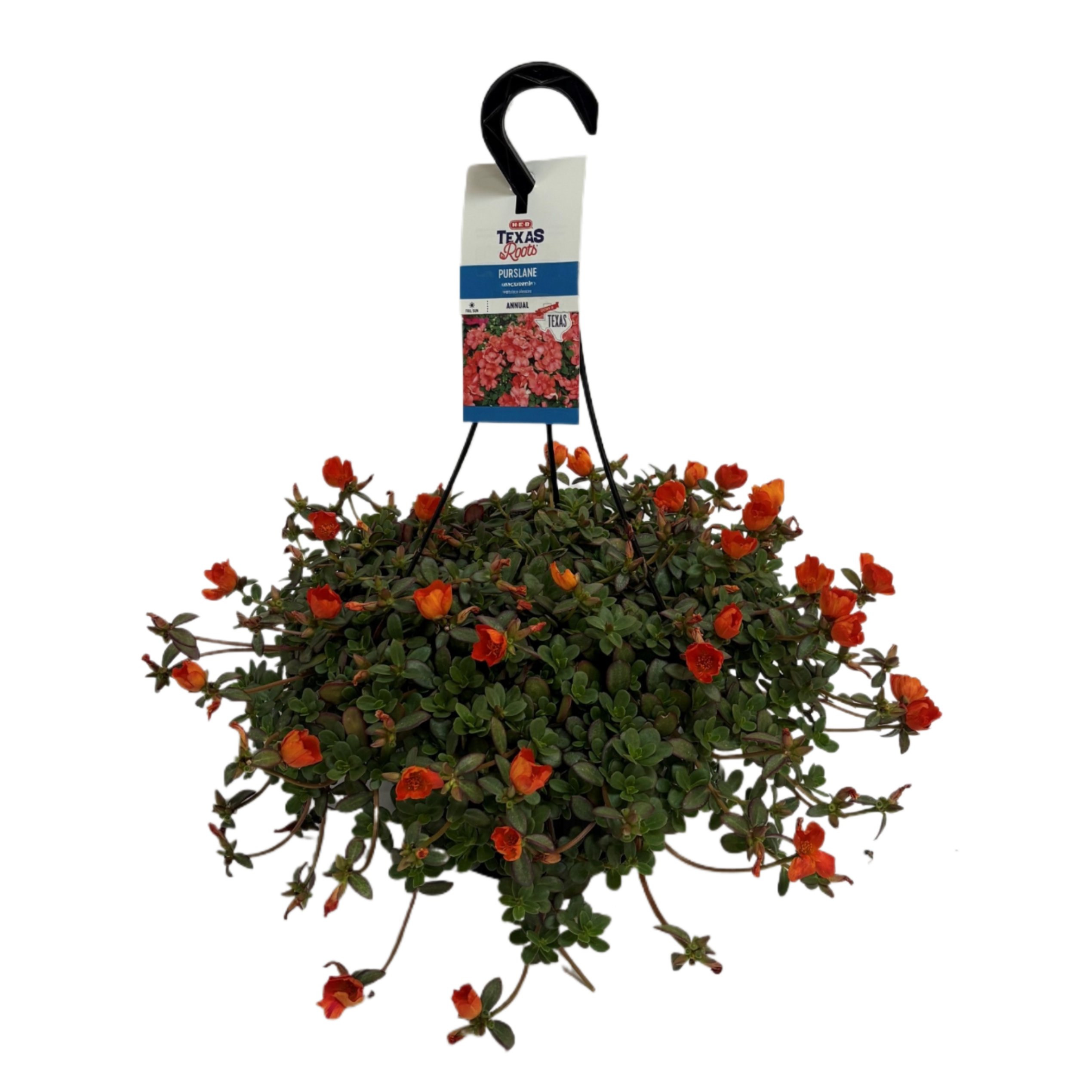 HEB Texas Roots Purslane Hanging Basket Orange/Salmon Shop Potted
