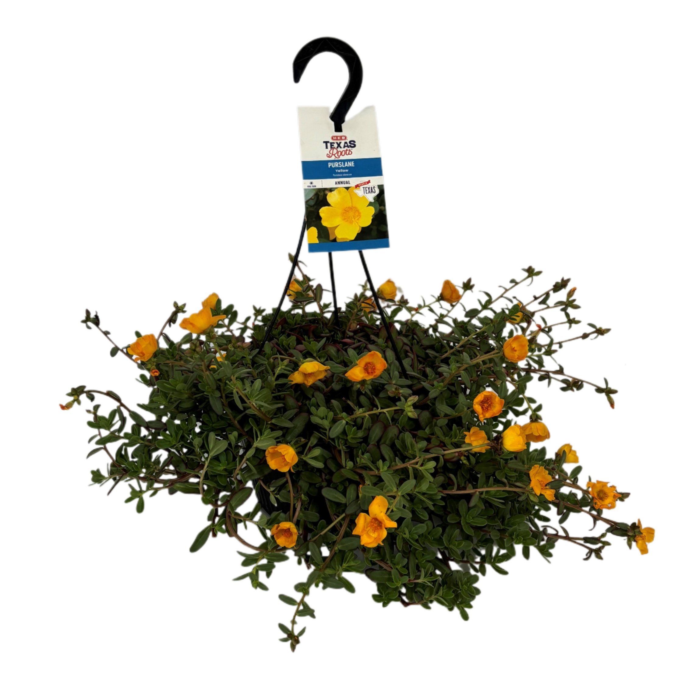 HEB Texas Roots Purslane Hanging Basket Yellow Shop Potted Plants