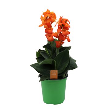 Spring Creek Growers Canna Cannova Potted Plant - Orange, 8''