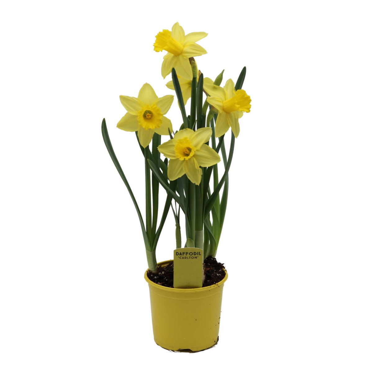 Spring Creek Growers Yellow Daffodil Potted Plant - Shop Potted Plants ...