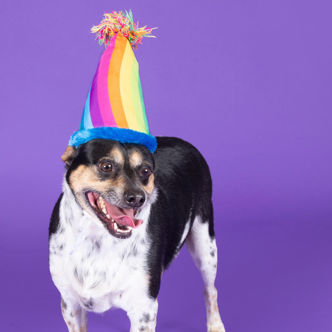 Woof & Whiskers WW BDAY PARTY HAT RAINBOW S2 22; image 3 of 5