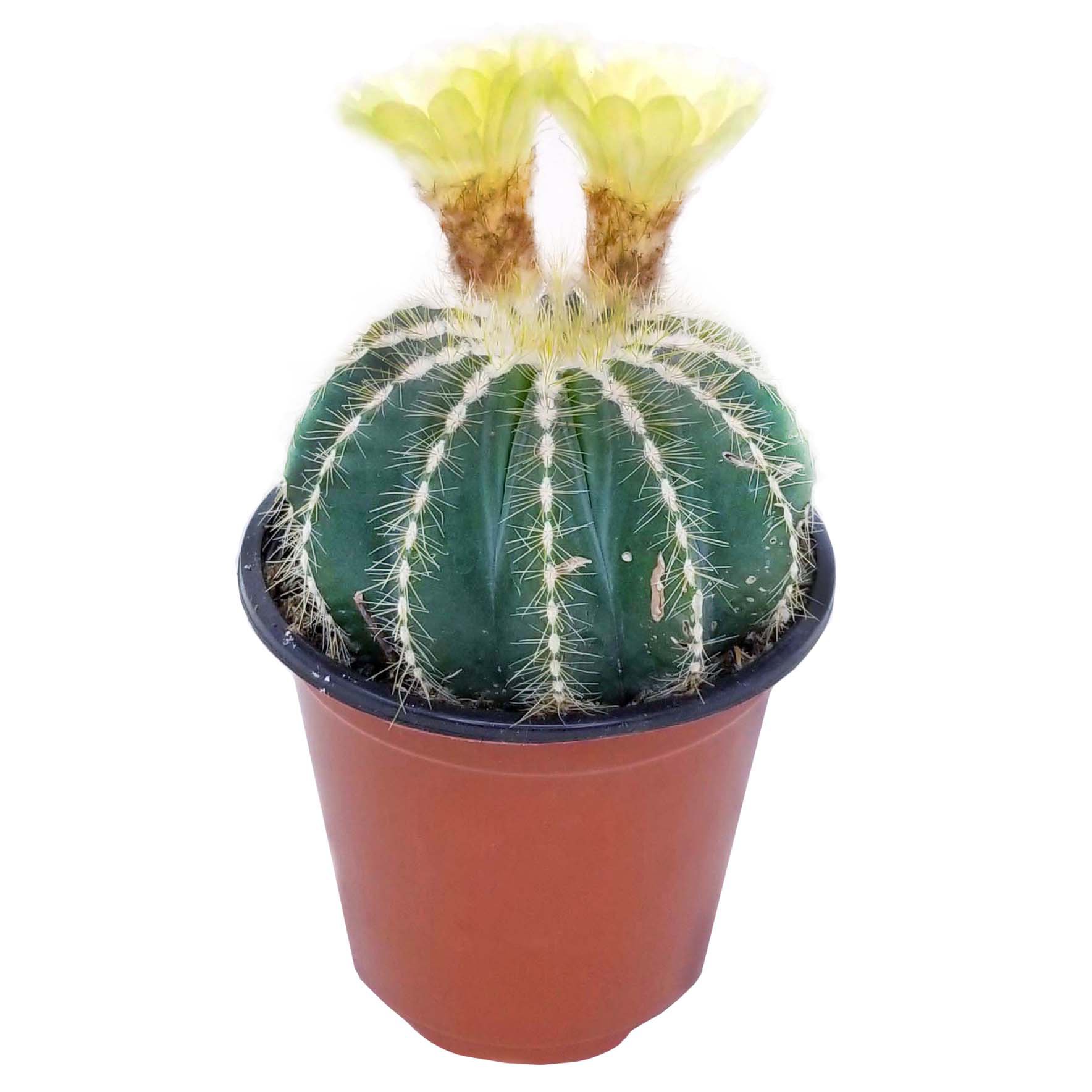 Theut's Flower Barn Potted Cactus Plant Shop Potted Plants at HEB