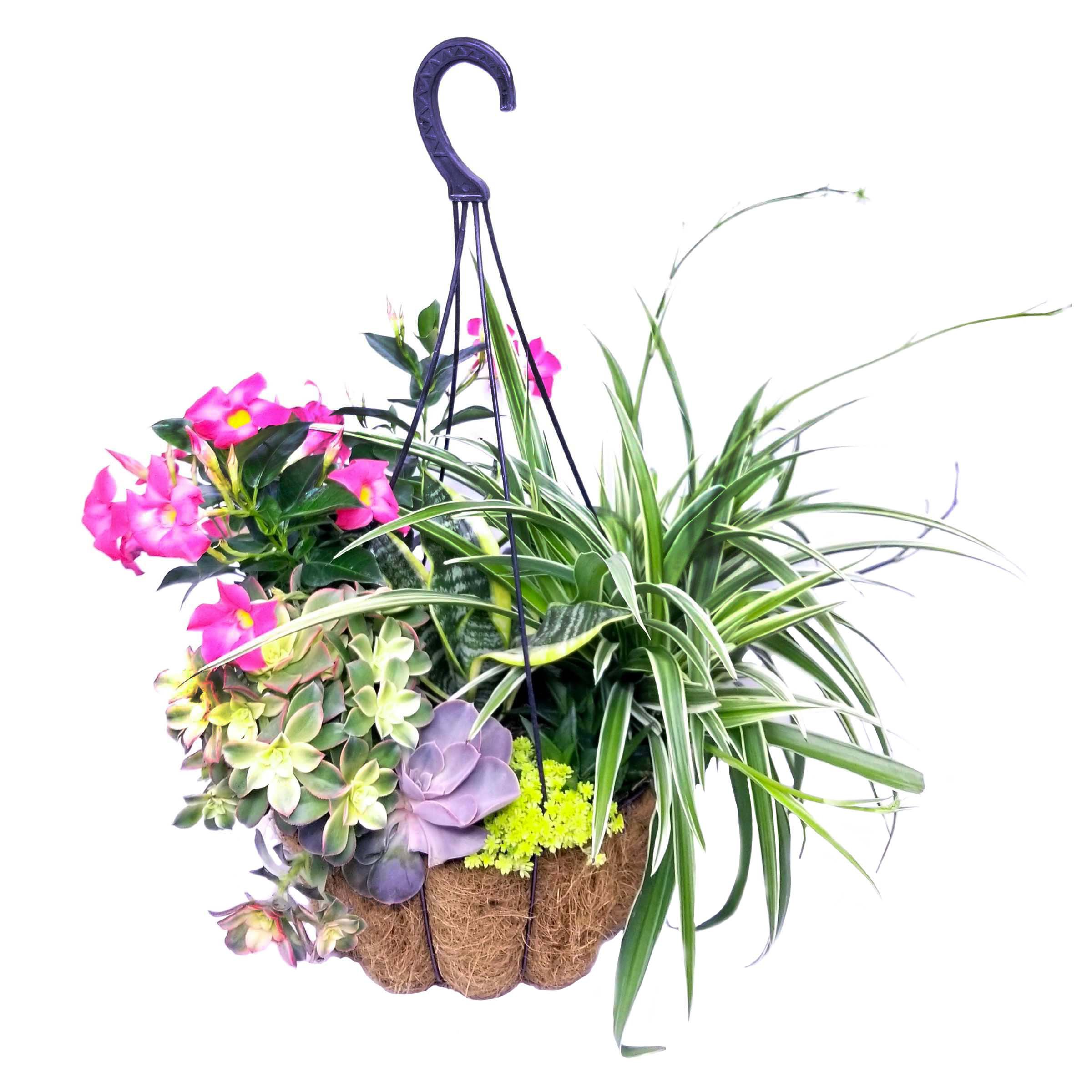 Theut's Flower Barn Succulent Combo in Coco Hanging Basket Shop Patio
