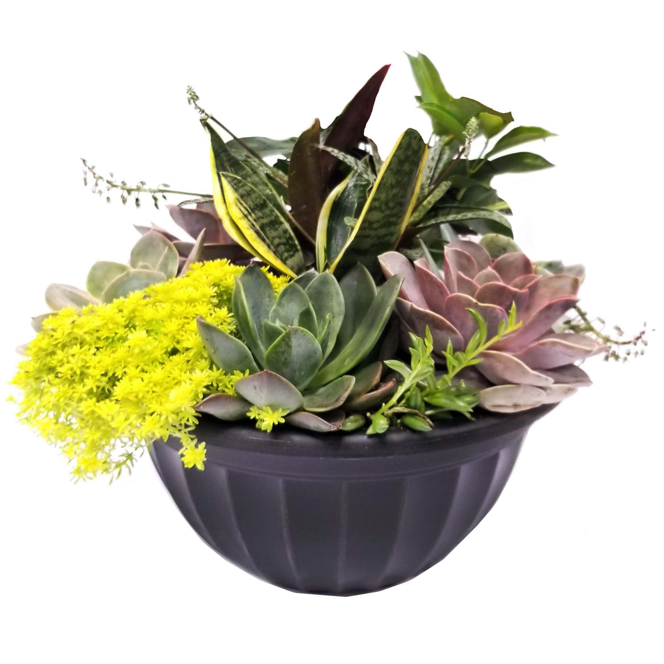 Theut's Flower Barn Tropical Succulent Combo Bowl Shop Potted Plants