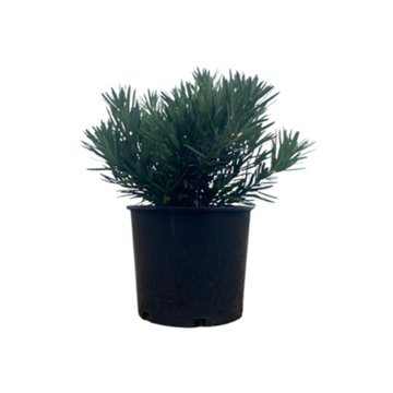Greenleaf Nursery Pringle's Dwarf Podocarpus, 3 gal