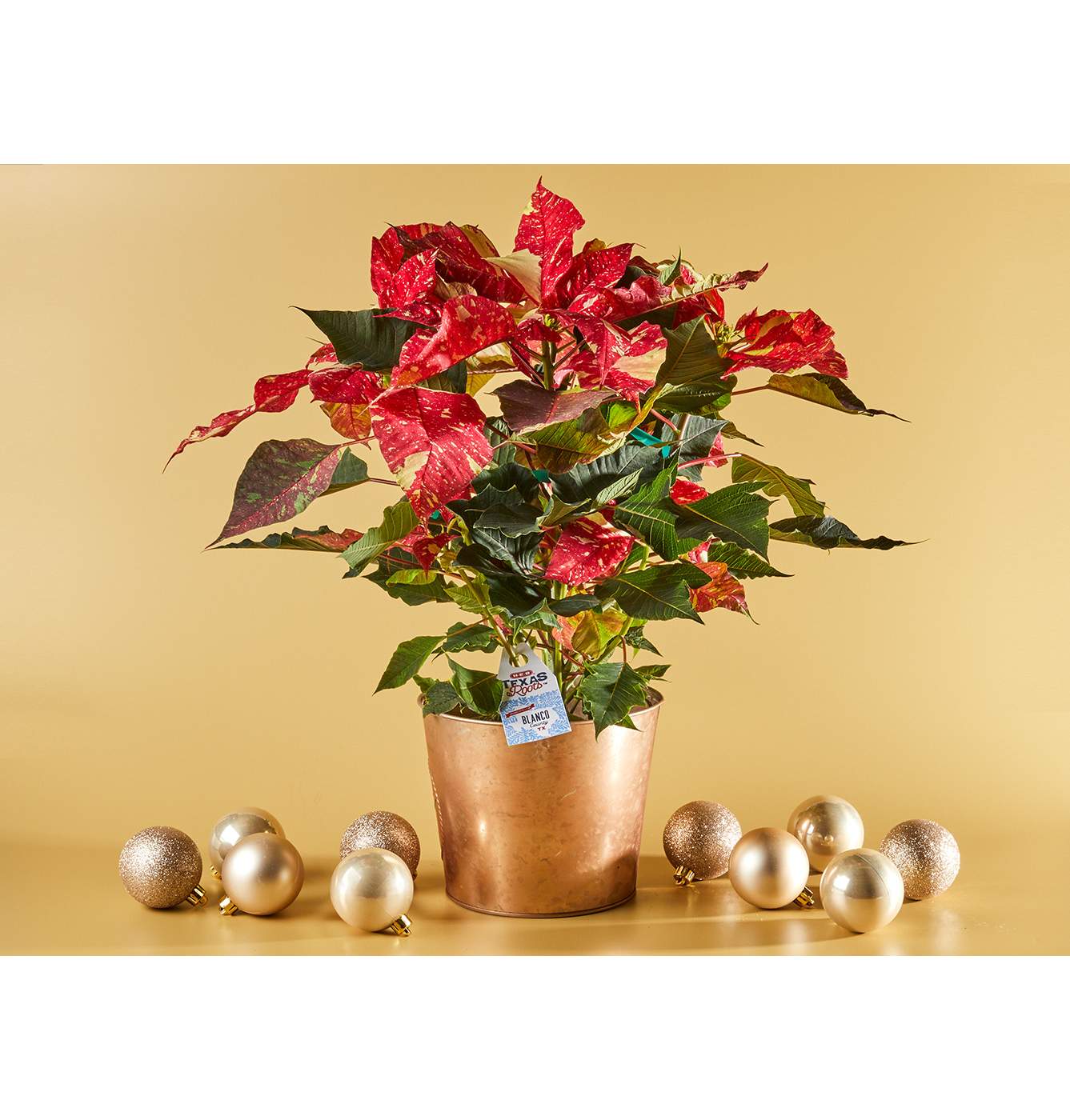 H-E-B Texas Roots Texas Two Step Potted Poinsettia; image 2 of 3