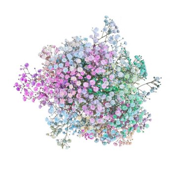 BLOOMS by H-E-B Baby's Breath Watercolor Gypsophila, 1 bundle