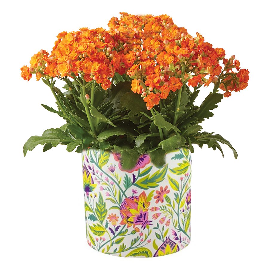 BLOOMS by HEB Calandiva Potted Plant Shop Flowers & arrangements at