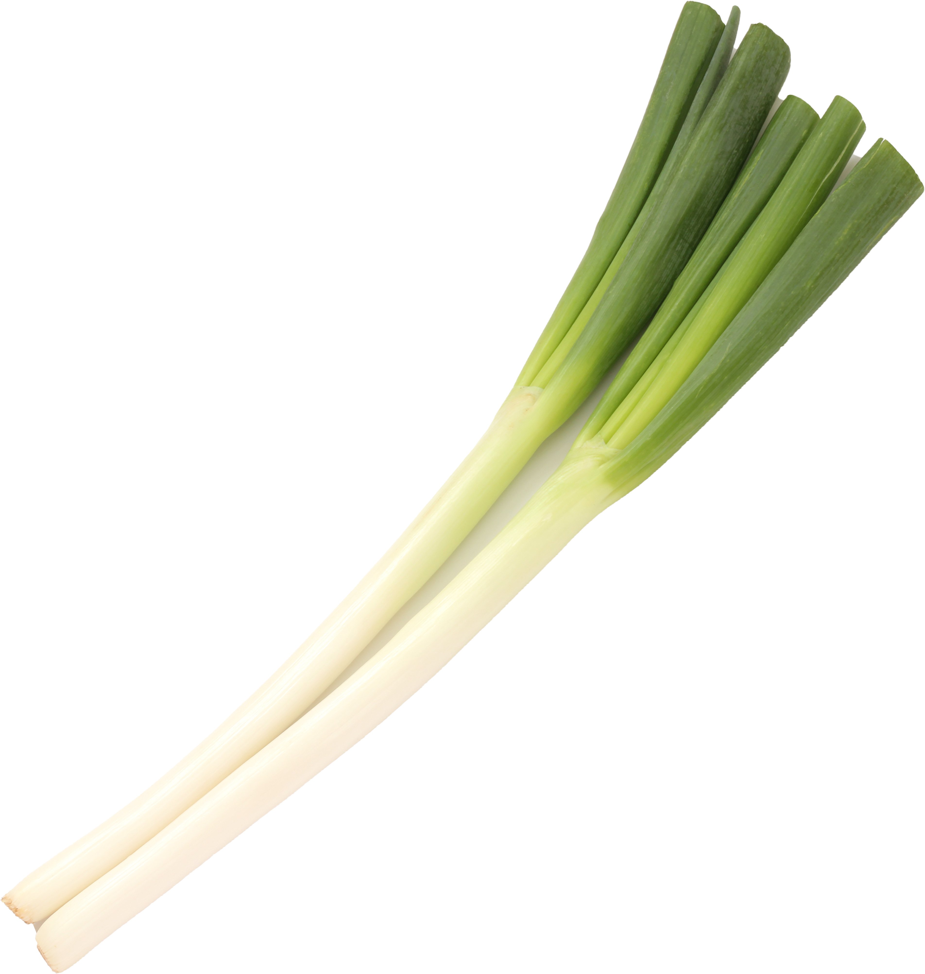 Negi Long Scallion | Central Market - Really Into Food