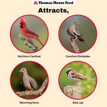 Thomas Moore Feed Wild Bird Seed, 20 lb