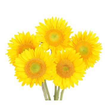 Blooms by H-E-B 5-Stem Novelty Sunflower Assorted Bunch