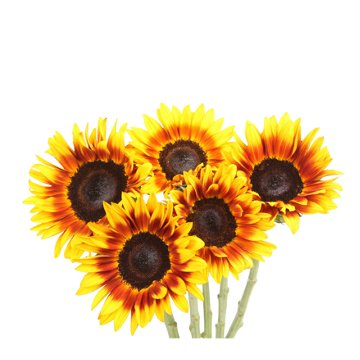 Blooms by H-E-B 5-Stem Novelty Sunflower Assorted Bunch