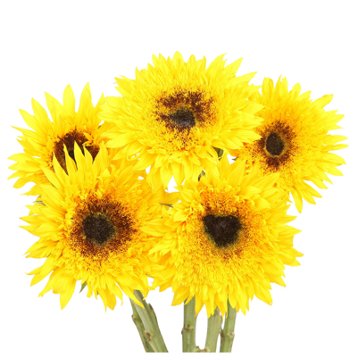 Blooms by H-E-B 5-Stem Novelty Sunflower Assorted Bunch