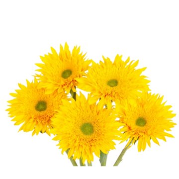 Blooms by H-E-B 5-Stem Novelty Sunflower Assorted Bunch