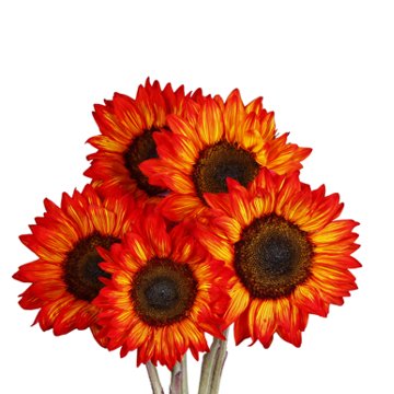 Blooms by H-E-B 5-Stem Tinted Sunflower Assorted Bunch