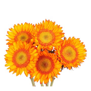 Blooms by H-E-B 5-Stem Tinted Sunflower Assorted Bunch