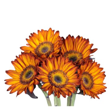 Blooms by H-E-B 5-Stem Tinted Sunflower Assorted Bunch