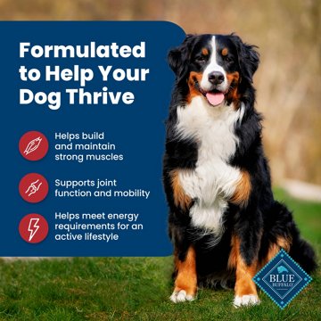 Blue Buffalo Life Protection Formula Dry Dog Food - Beef