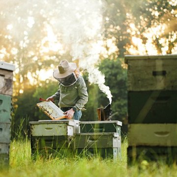 Local Hive Raw & Unfiltered Clover Honey, 24 oz