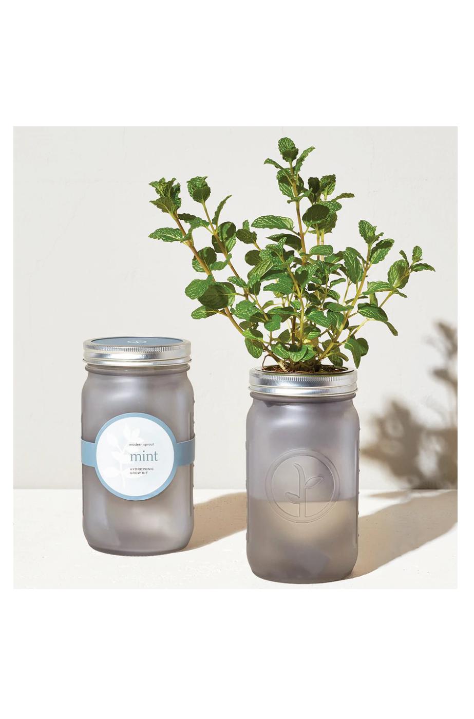 Modern Sprout Organic Mint Hydroponic Grow Kit Garden Jar Shop Potted