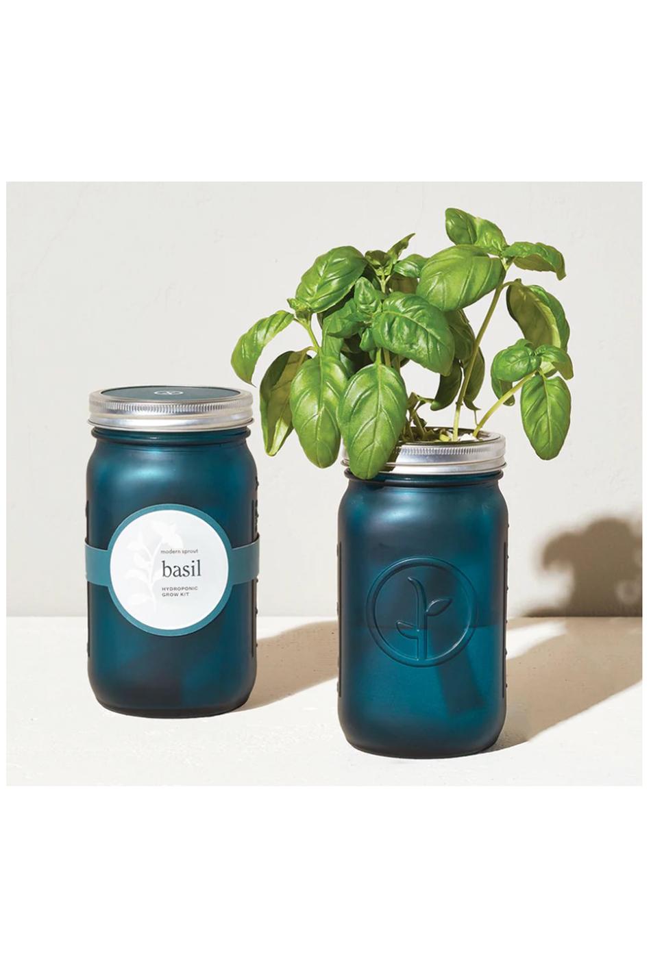 Modern Sprout Organic Basil Hydroponic Grow Kit Garden Jar Shop