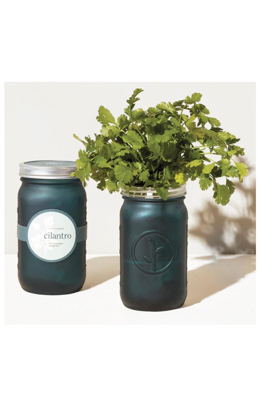 Modern Sprout Organic Cilantro Hydroponic Grow Kit Garden Jar Shop