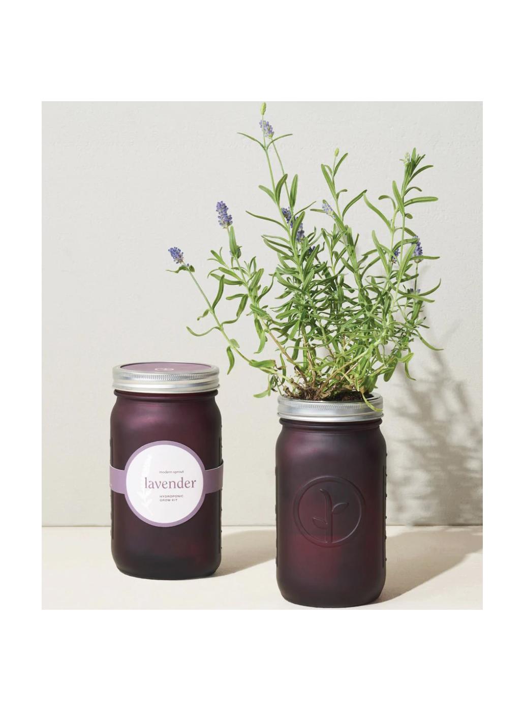Modern Sprout Organic Lavender Hydroponic Grow Kit Garden Jar Shop