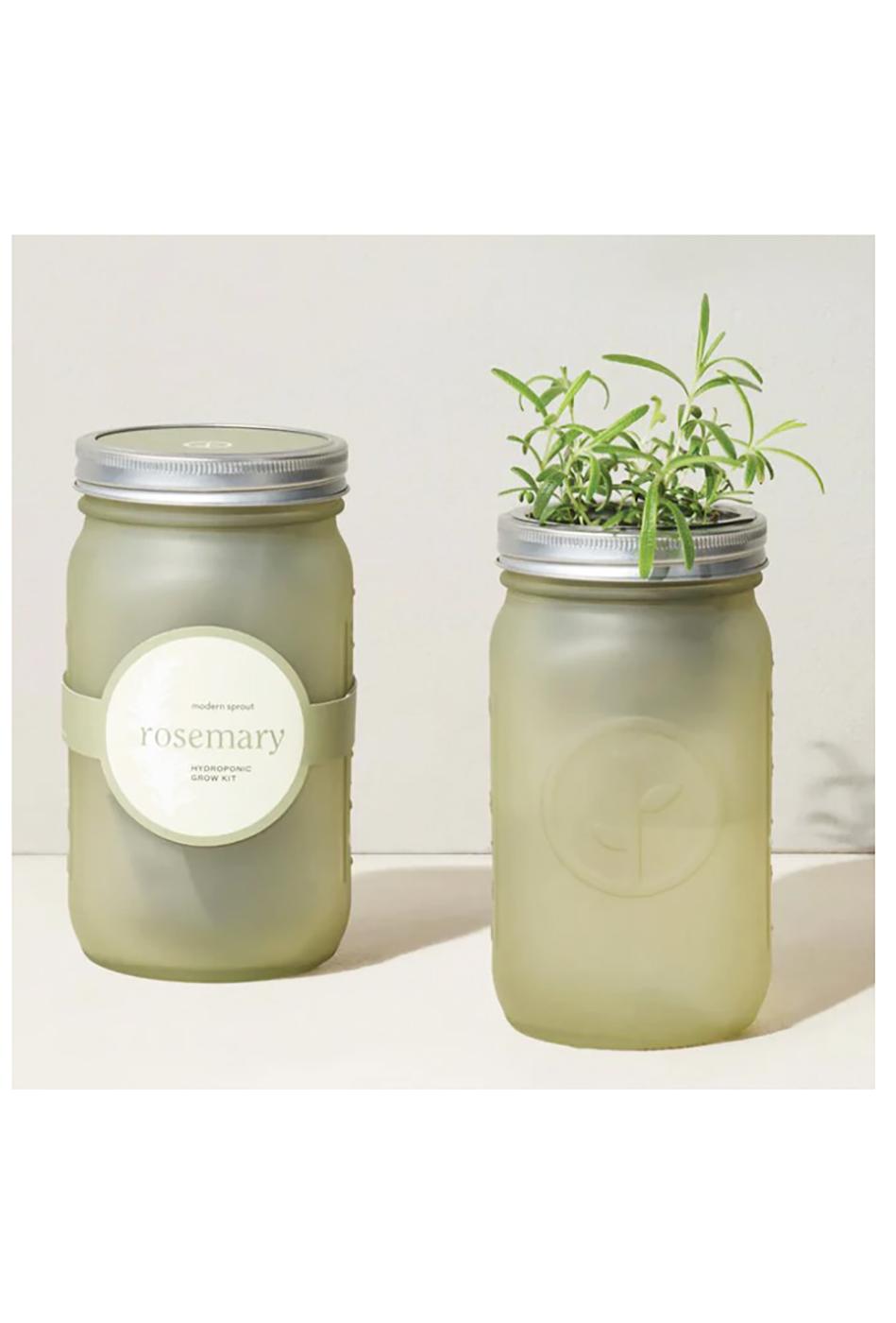 Modern Sprout Organic Rosemary Hydroponic Grow Kit Garden Jar Shop