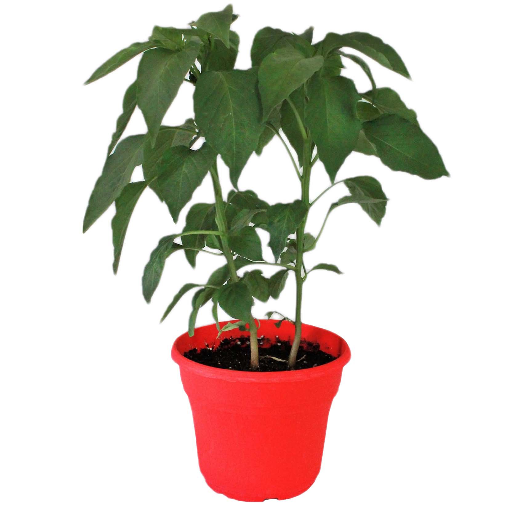 Natures Herb Farm Potted Plant Hatch Pepper Shop Potted plants at HEB