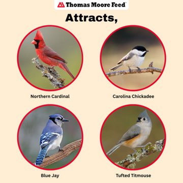 Thomas Moore Feed Fruit & Nut Songbird Blend Small Seed Block, 8 oz