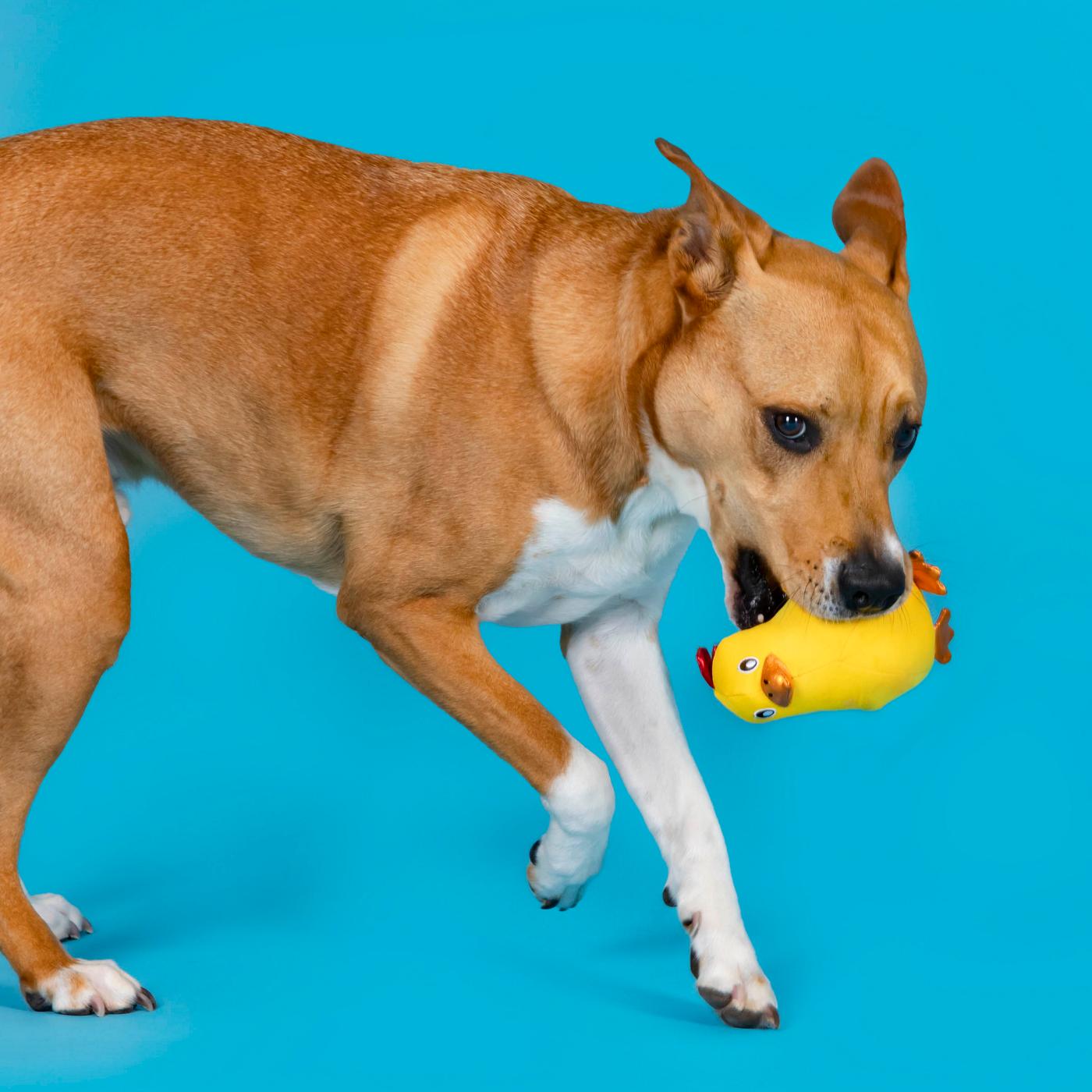 Woof & Whiskers Dog Toy - Spring Chicken; image 4 of 5