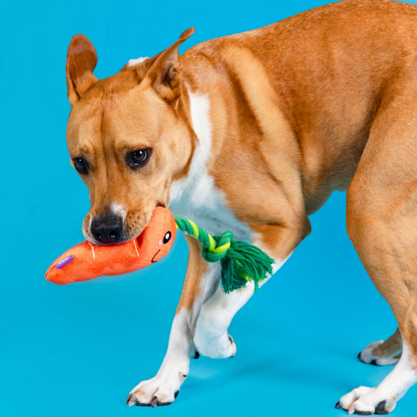 Woof & Whiskers Carrot On Rope; image 4 of 5