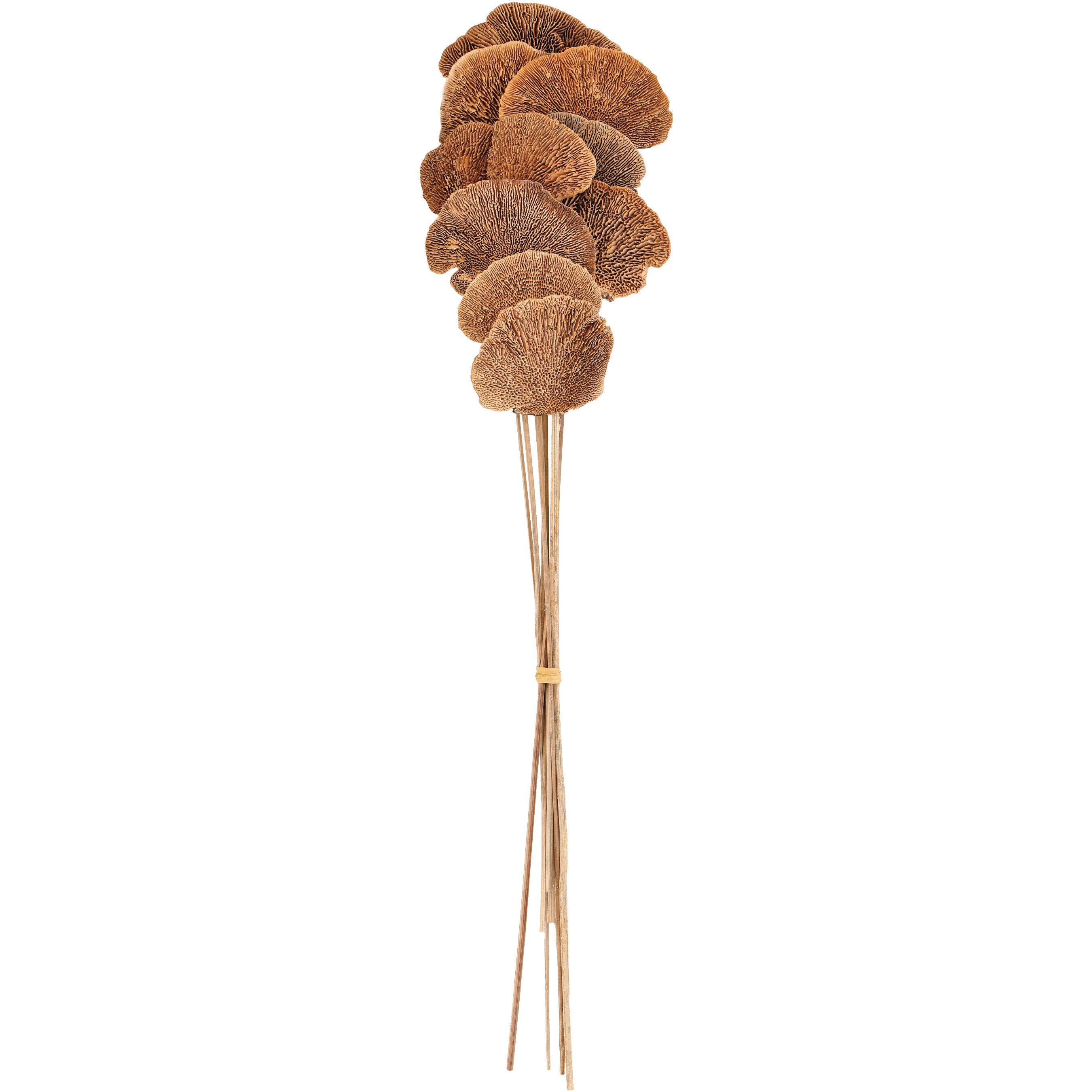 Haven + Key Dried Mushroom Bunch Shop Seasonal Decor at HEB