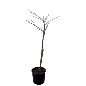 Chinese Fringe Tree, 5 gal