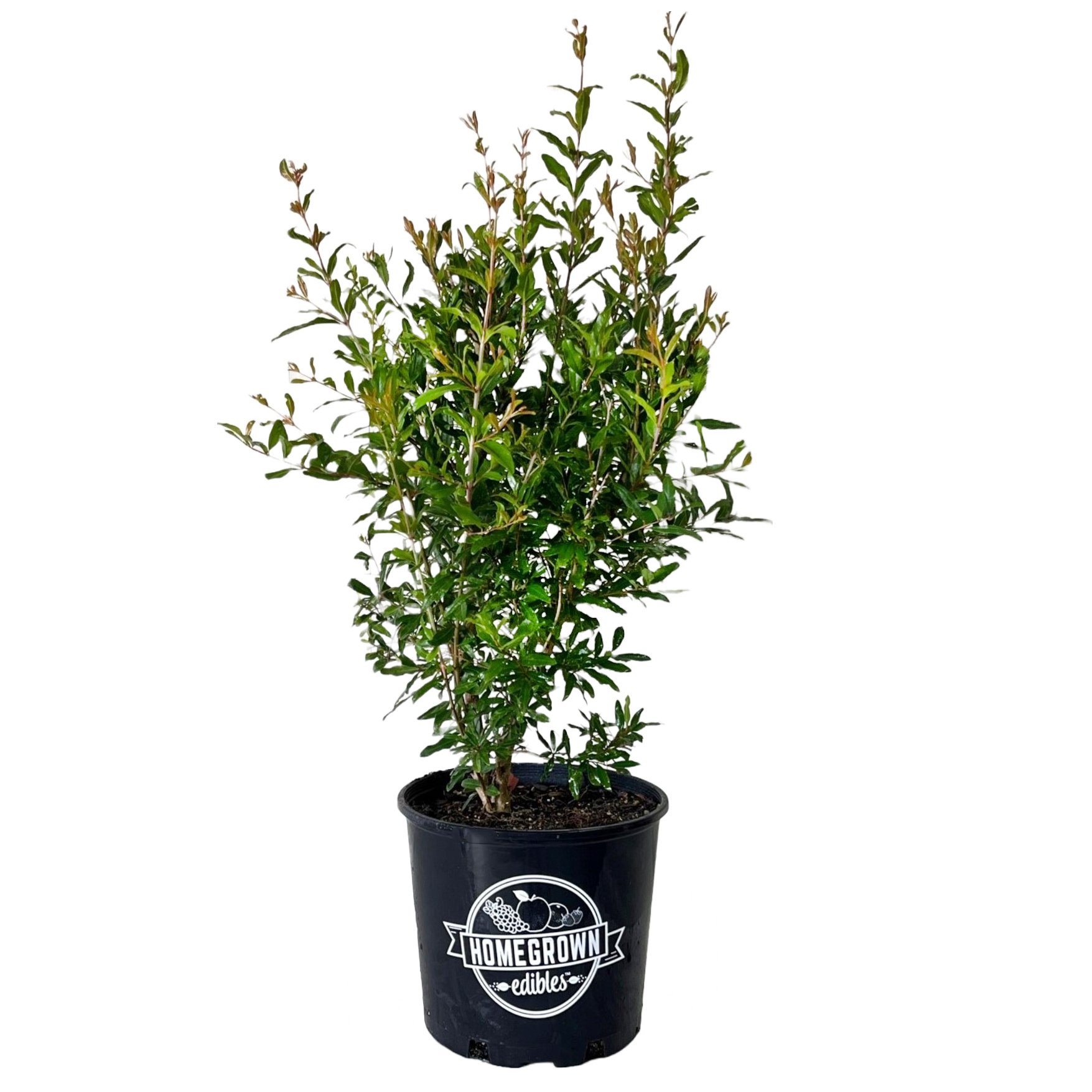 Greenleaf Nursery Texas Pink Pomegranate Shrub Shop Potted plants at