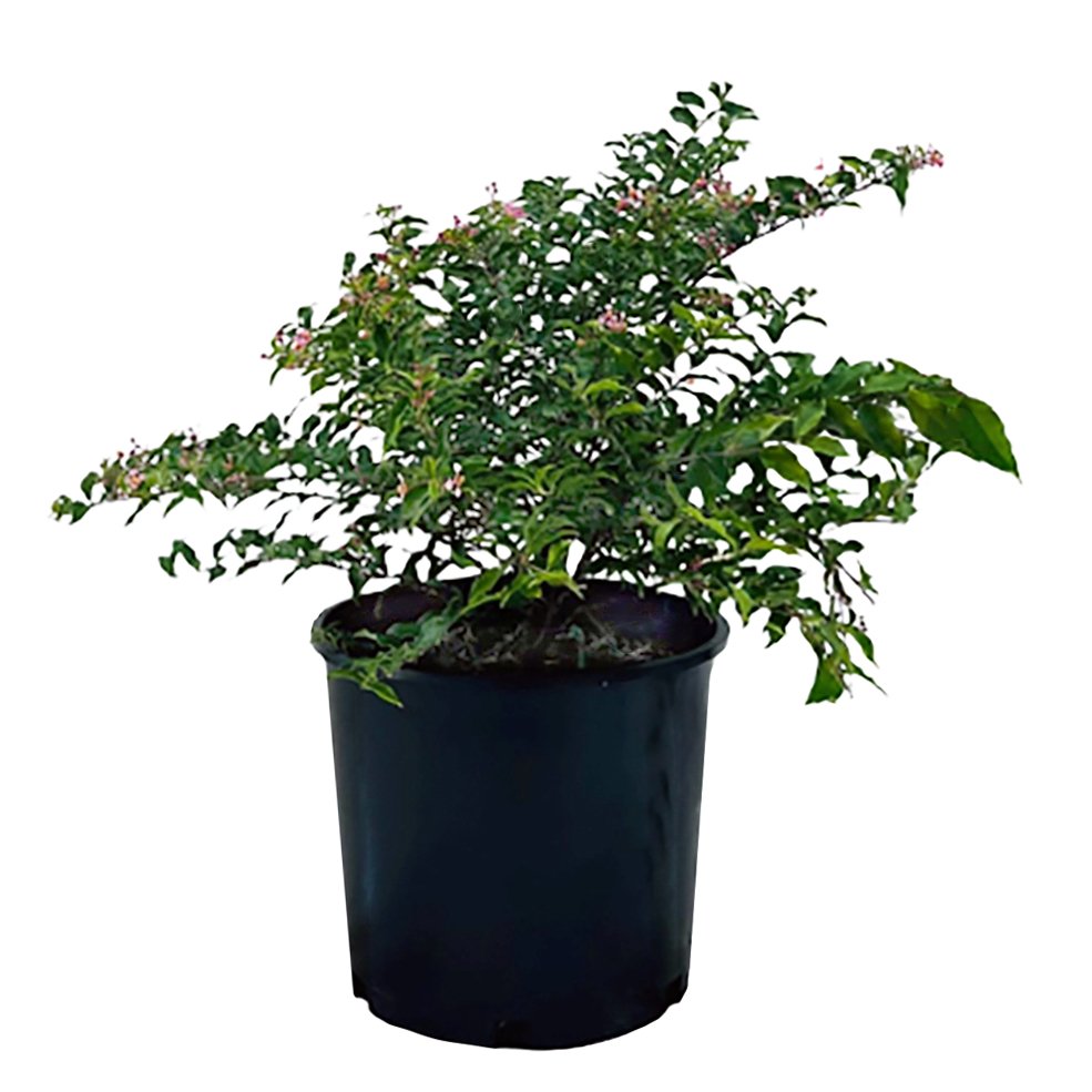 Greenleaf Nursery Dwarf Barbados Cherry Potted Plant - Shop Potted ...