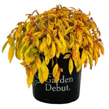Greenleaf Nursery Lime Sizzler Potted Firebush, 3 gal