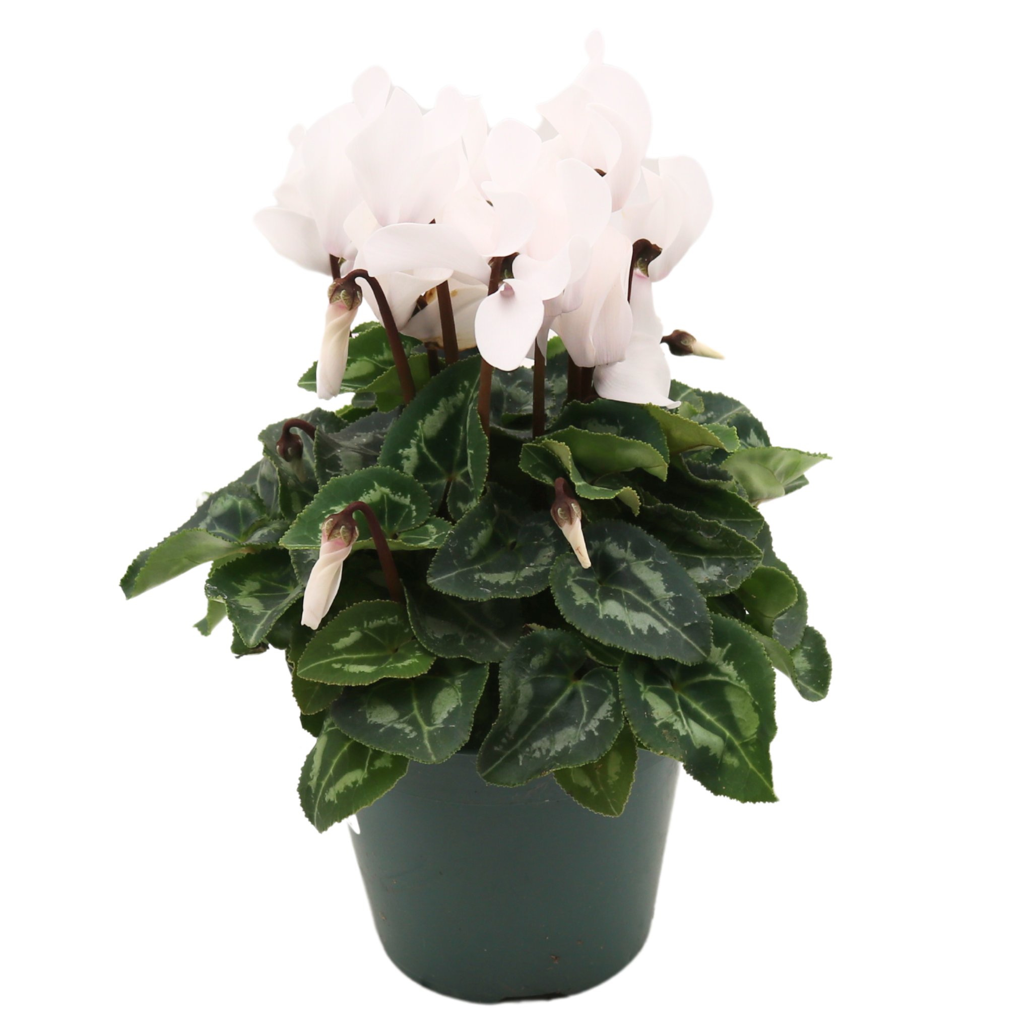 H-E-B White Cyclamen Potted Plant - Shop Potted plants at H-E-B