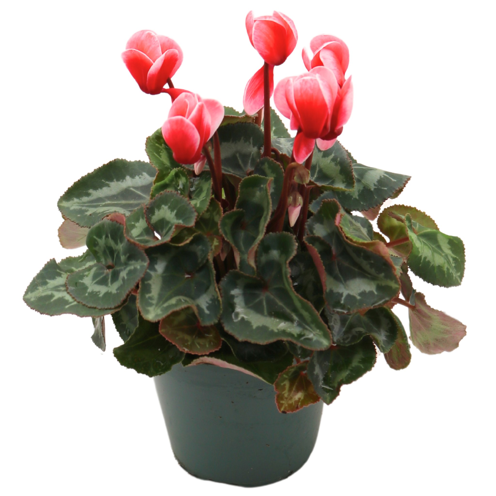 H-E-B Fuji Red Cyclamen Potted Plant - Shop Potted plants at H-E-B