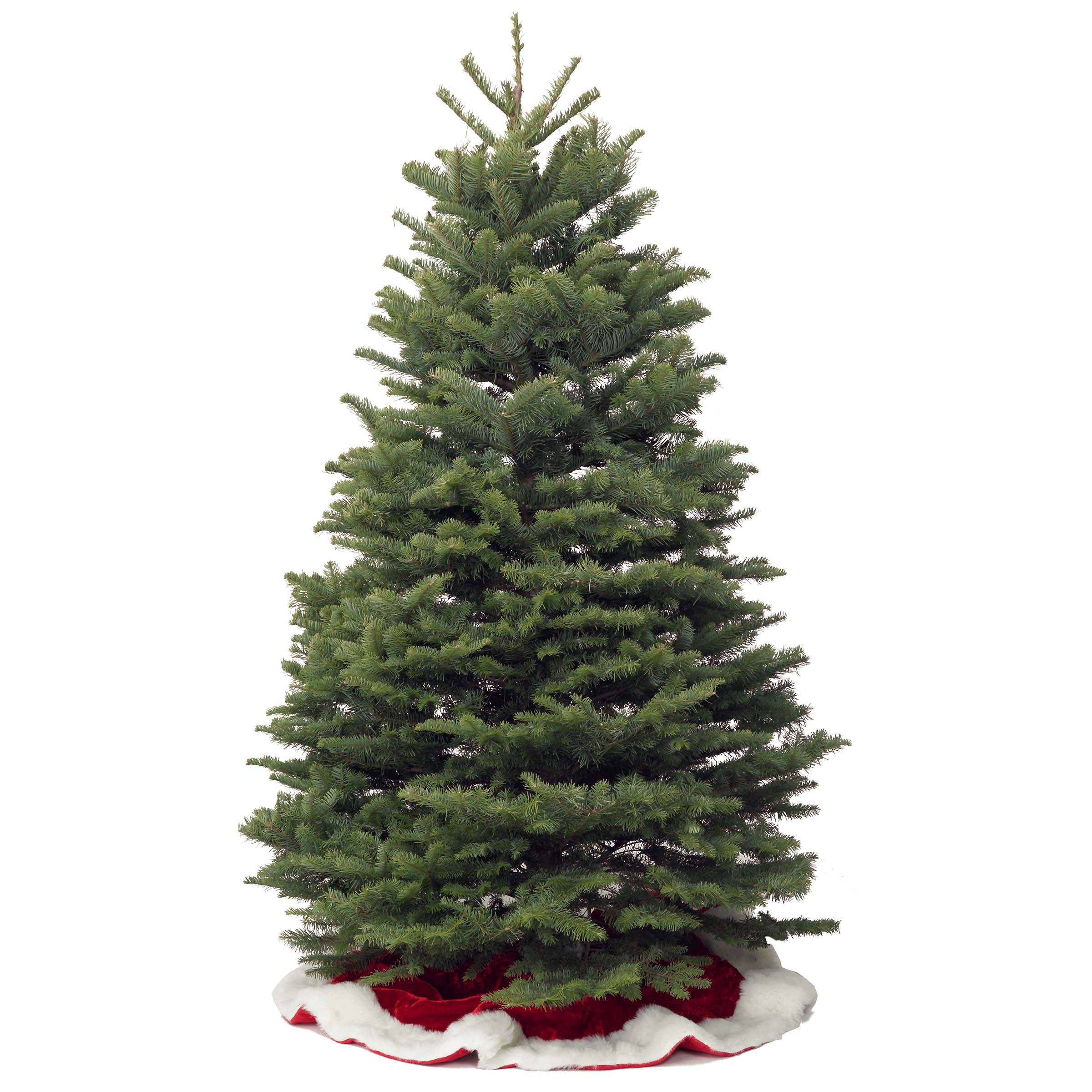 Live Christmas Tree Noble Fir, 6' 7' Shop Potted Plants at HEB