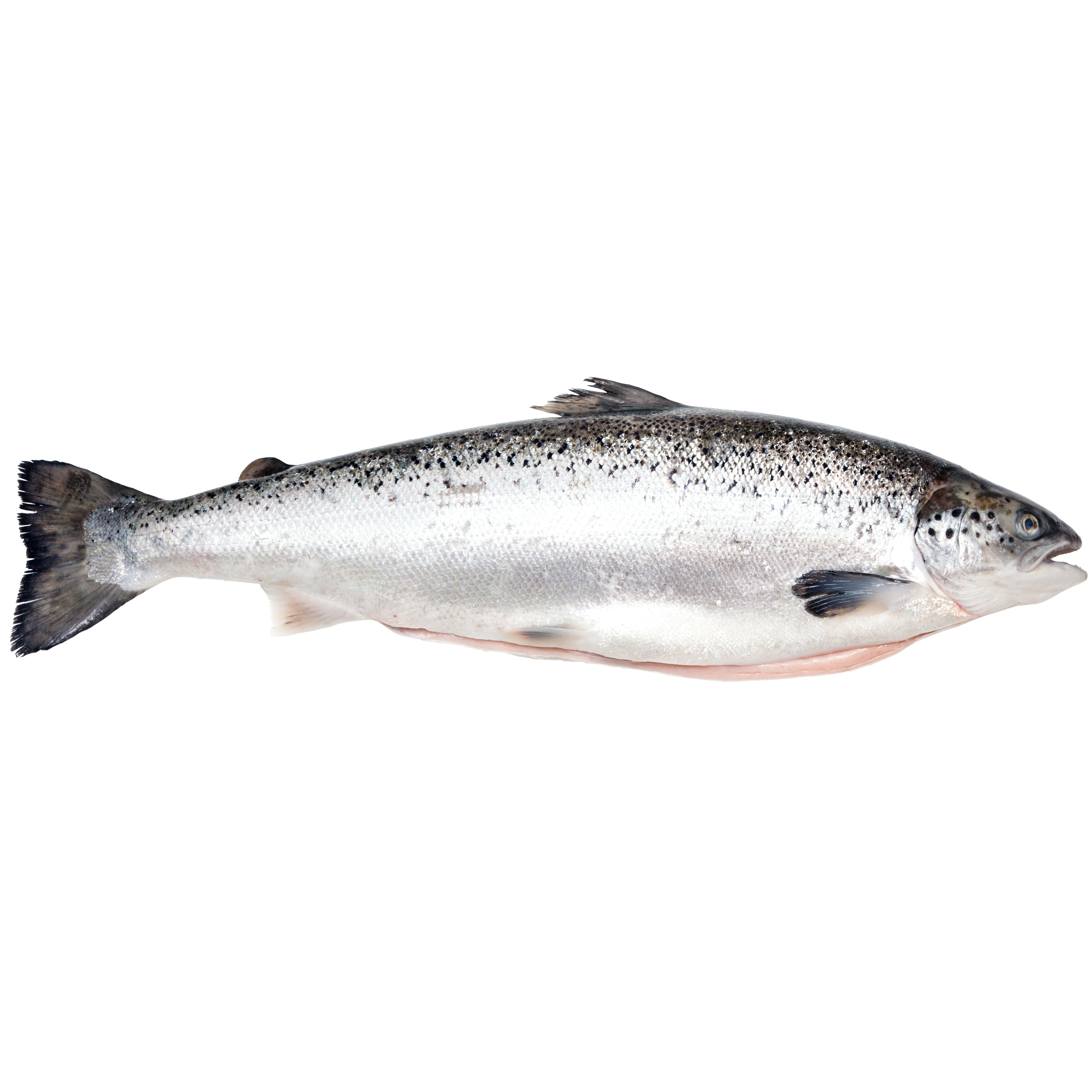 Whole Big Glory Bay King Salmon | Central Market - Really Into Food