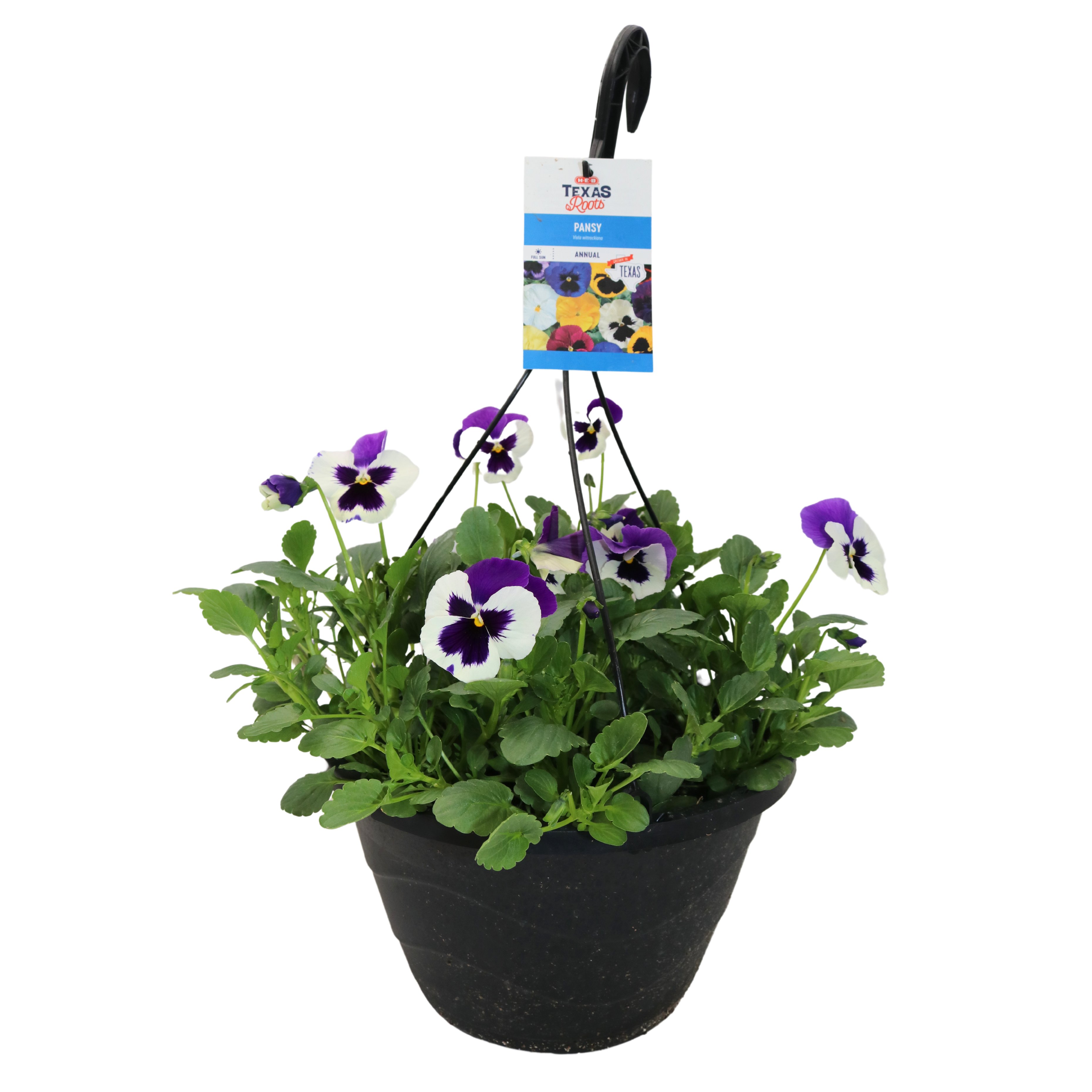 H-E-B Texas Roots Annual Pansy Hanging Basket - Shop Potted Plants At H-E-B