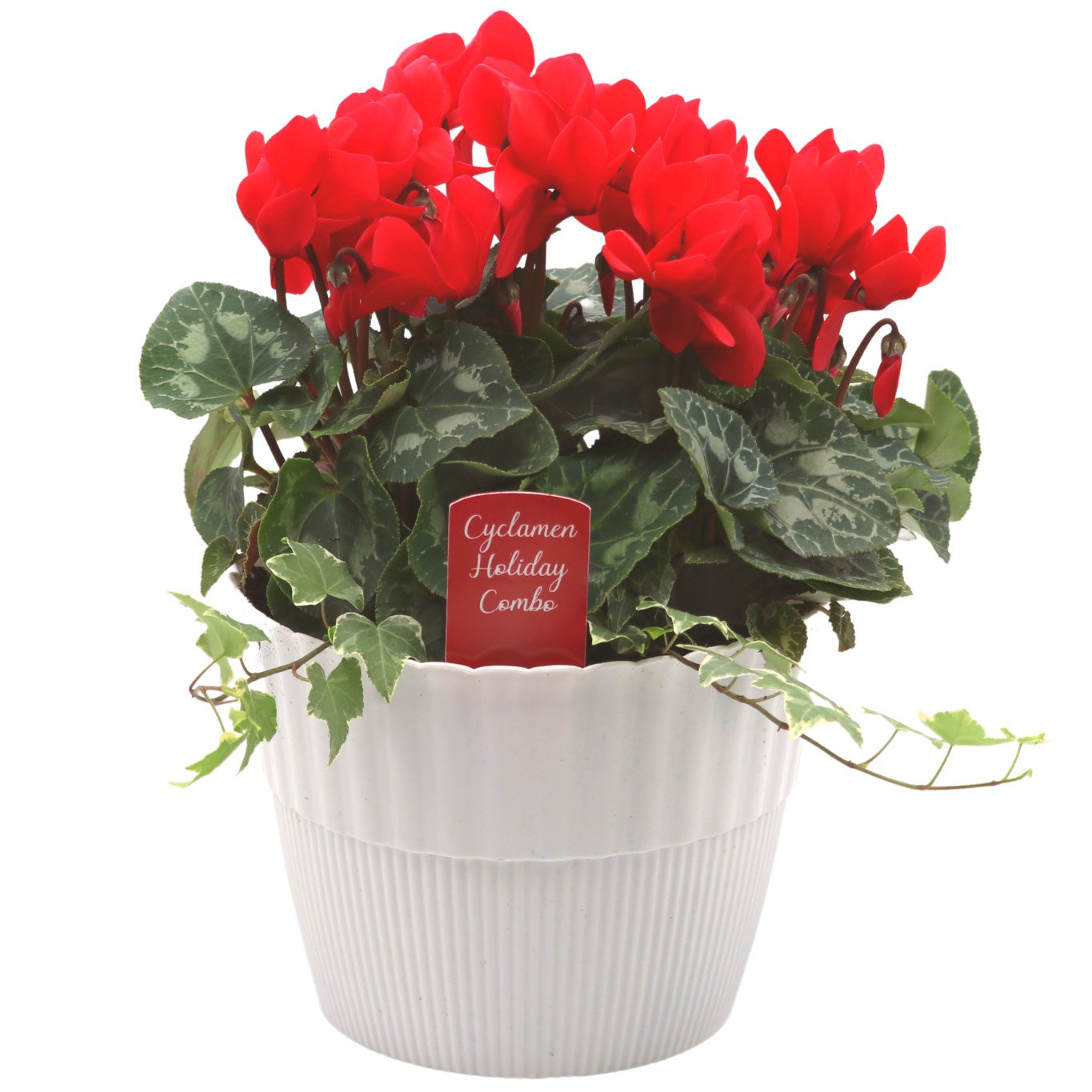 H-E-B Texas Backyard Cyclamen Holiday Combo Planter - Shop Potted ...