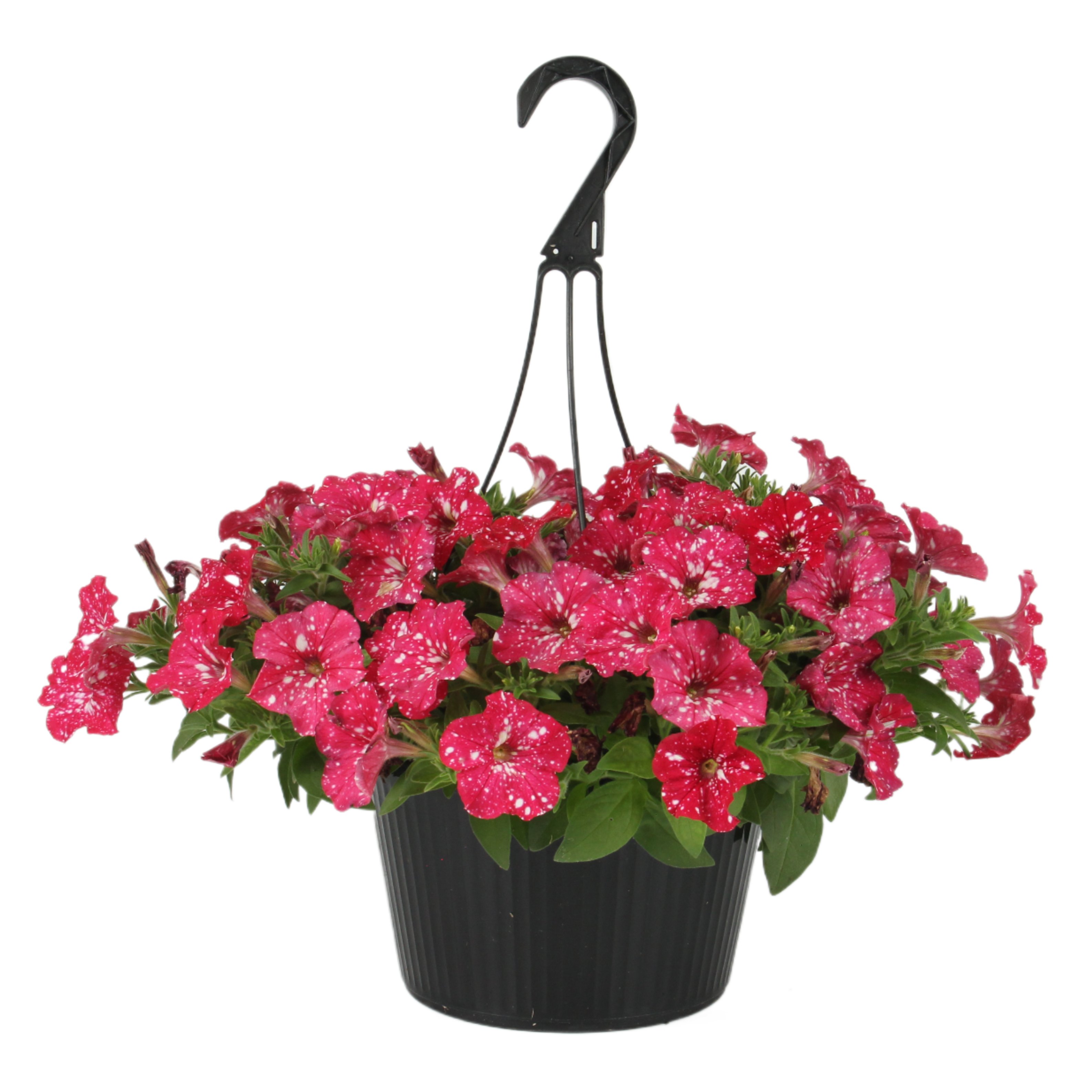 HEB Texas Roots Petunia Strawberry Sky Hanging Basket Shop Potted