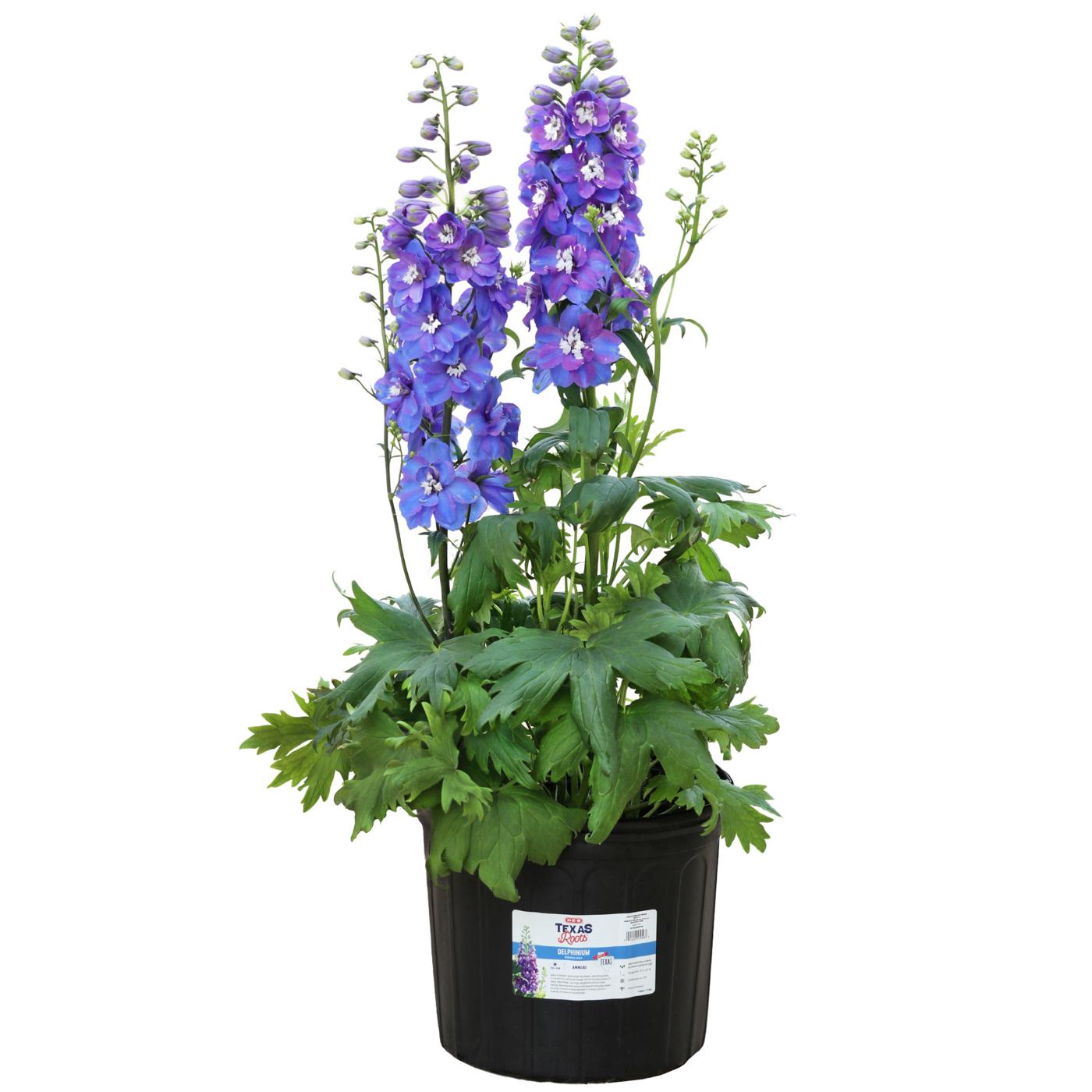 H-E-B Texas Roots Blue Guardian Potted Delphinium - Shop Potted Plants ...